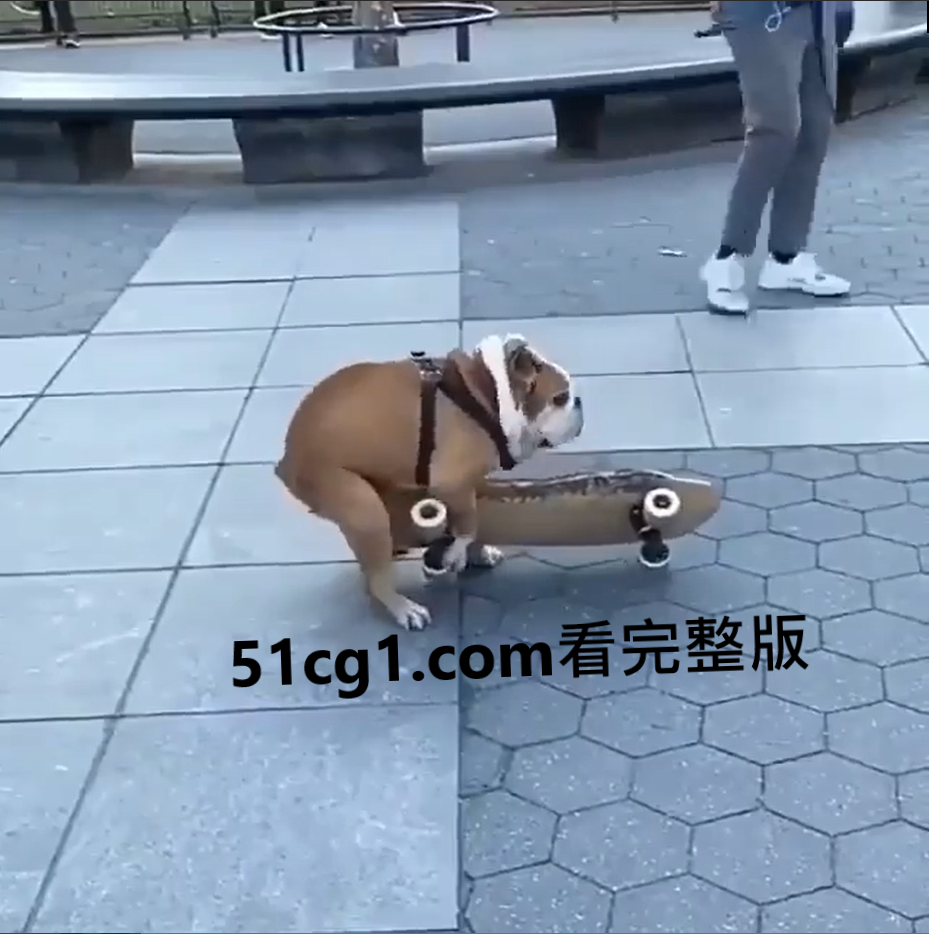 狗狗也饥渴了 - 51吃瓜网-51吃瓜网