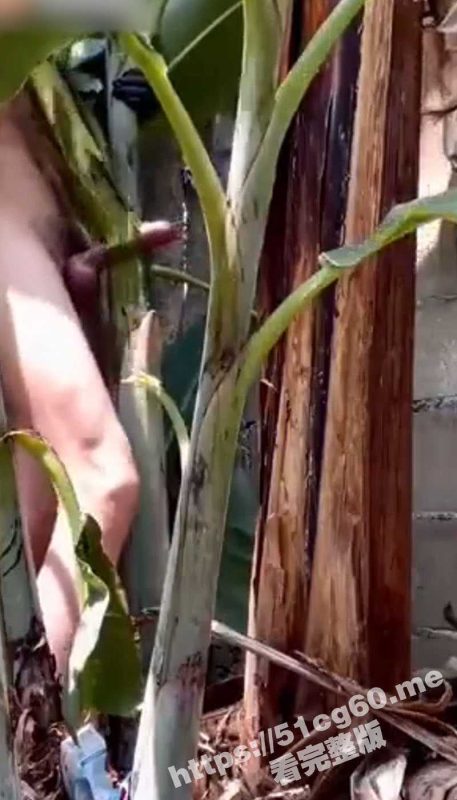 这又是谁的猛将？不操排气管改操芭蕉树了 硬生生把芭蕉树日穿日断了 大屌的威力果然非同一般呐-51吃瓜网